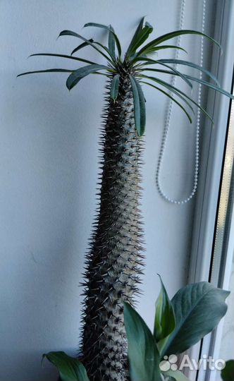 Большой комнатный цветок