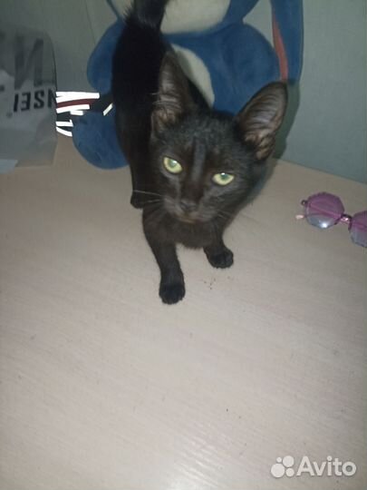 Котёнок в самые добрые руки