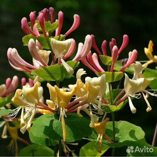 Лианы садовые