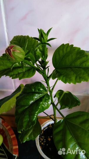 Гибискус махровый