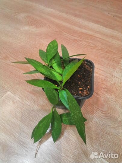 Хойя карноза триколор, хойя Грацилис