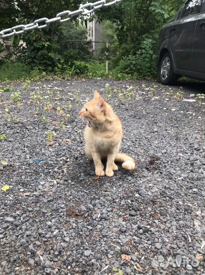 Котик очень ищет дом