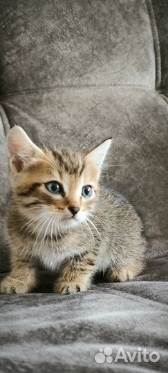 Отдам котенка в добрые руки