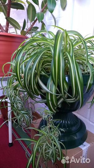 Хлорофитум кудрявый-Бонни