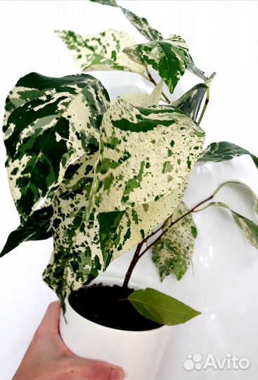 Фикусы сортовые укорененные и на срез