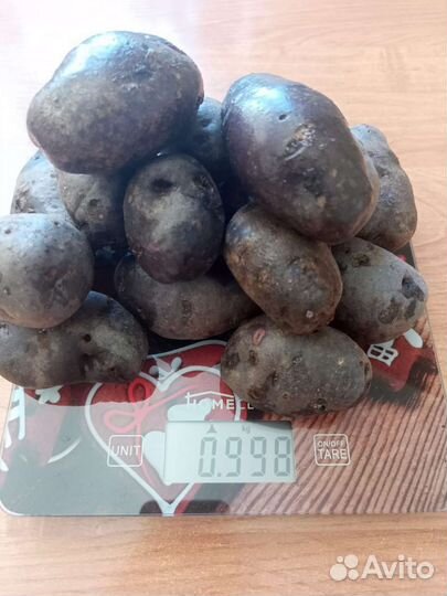 Семенной картофель