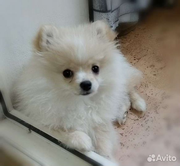 Померанский шпиц