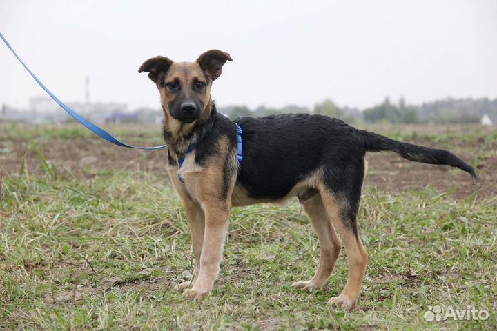 Мальчик Шанс в дар