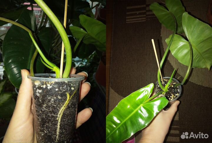 Филодендрон Бурле Маркс