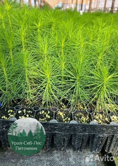 Зкс Сосна сеянцы Ели Лиственницы окс Голуб Горная