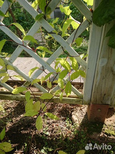 Саженцы лимонника