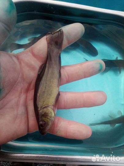 Малек линя (сеголеток)