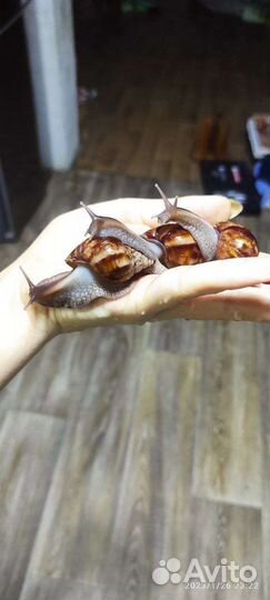 Улитки Ахатины