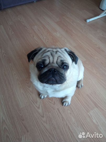 Мопс вязка мальчик