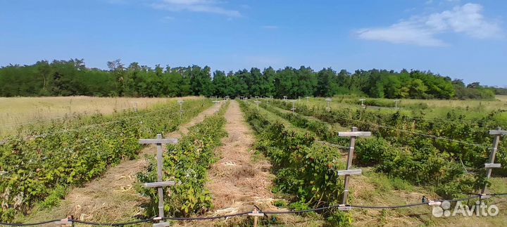 Саженцы ремонтантной малины