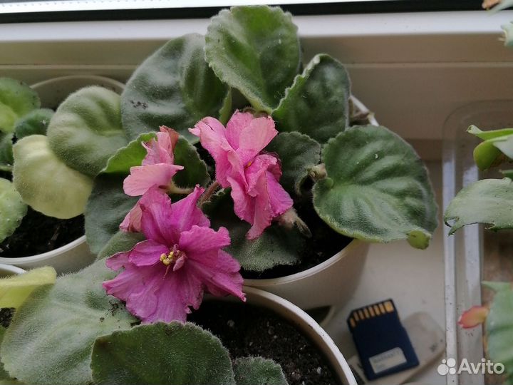 Фиалка в горшках