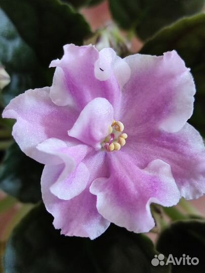 Фиалка Кубанская казачка