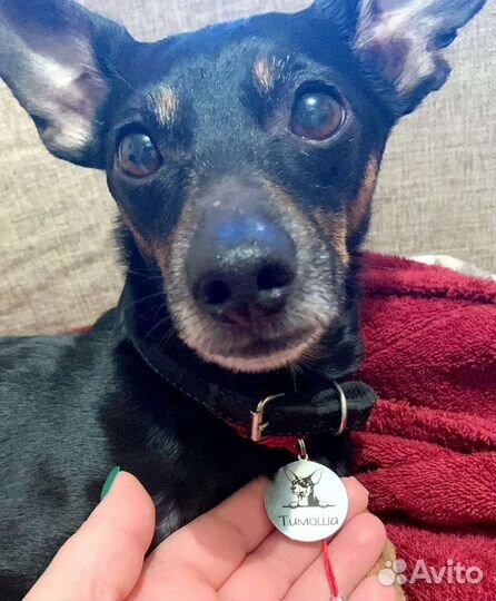 Адресник и шнурок для питомца