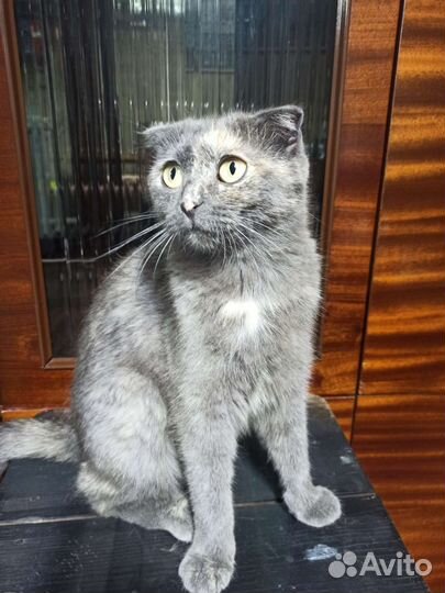 Котята от вислоухой кошки в дар