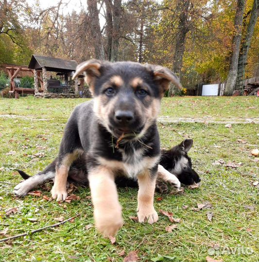 Питомцы рославля