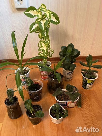 10 цветов цена за всё