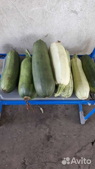 Кабачки, цукини