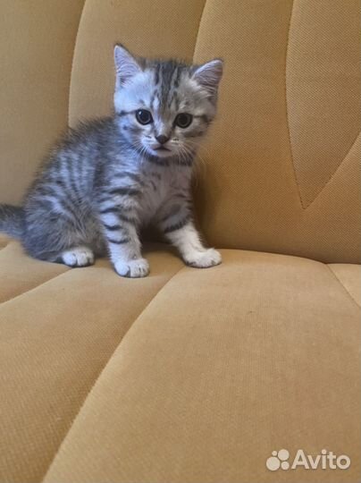 Котенок