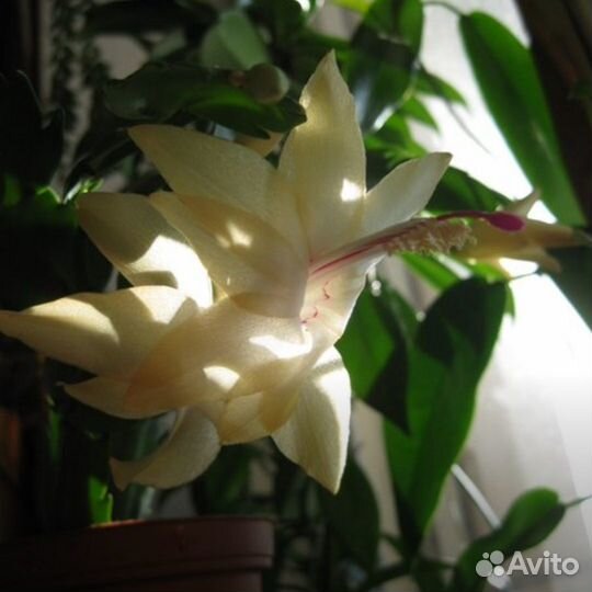 Декабрист (шлюмбергера) разные цвета