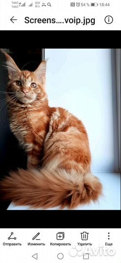 Котята мейн-кун