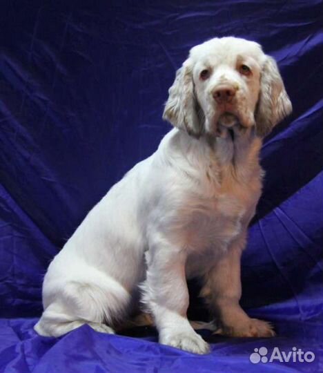 Кламбер спаниель