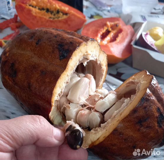 Экзотические семена и саженцы