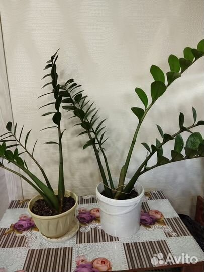 Комнатные растения