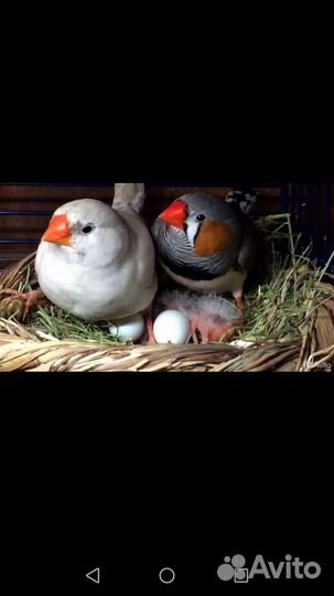 Амадины птенцы