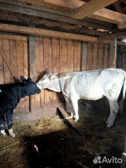 Тёлка костромская, джерсейская, козочка камори