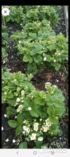 Рассада клубники 