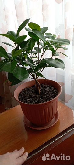 Фикус Бокальчатоприлистниковый, или Циатистипула