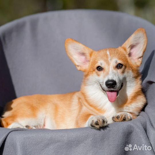 Очаровательный коржик мальчик