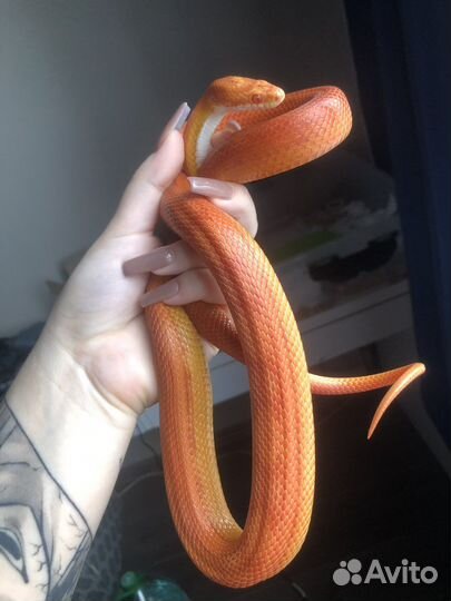 Маисовый полоз