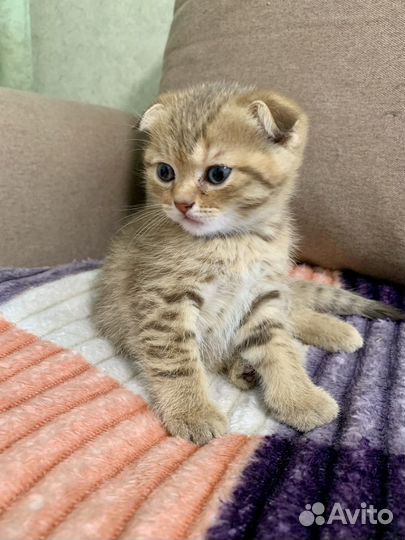 Шотландские котята