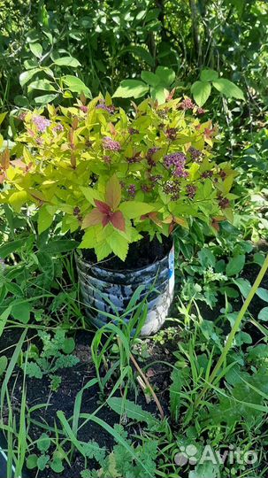 Спирея японская