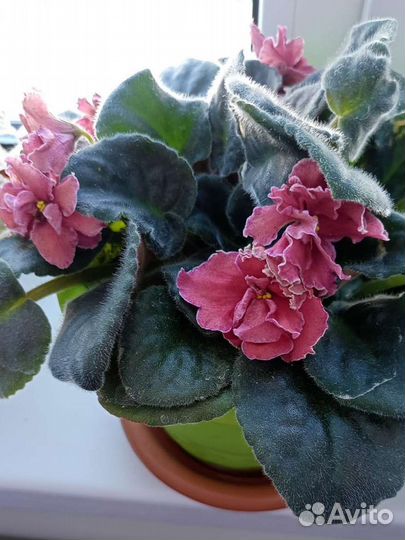 Фиалка Порхающая зарянка