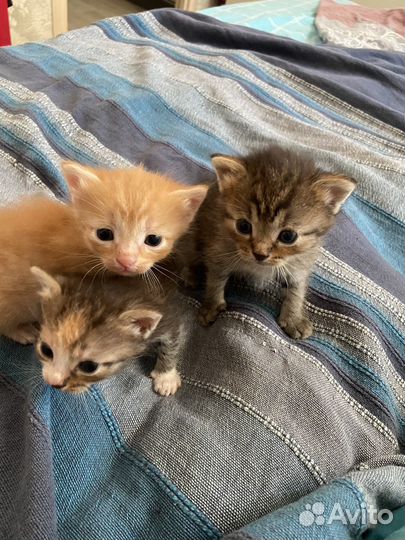 Котята в добрые руки