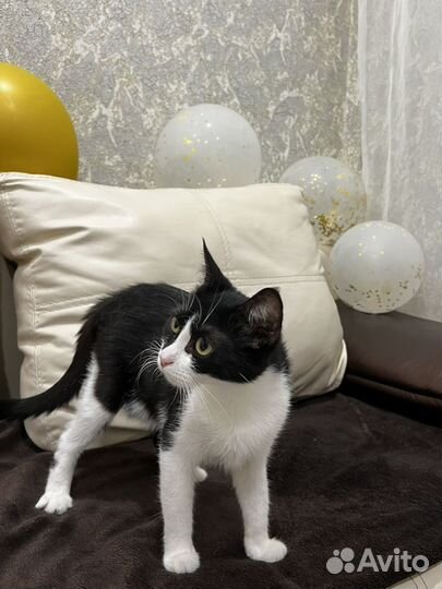 Кошка