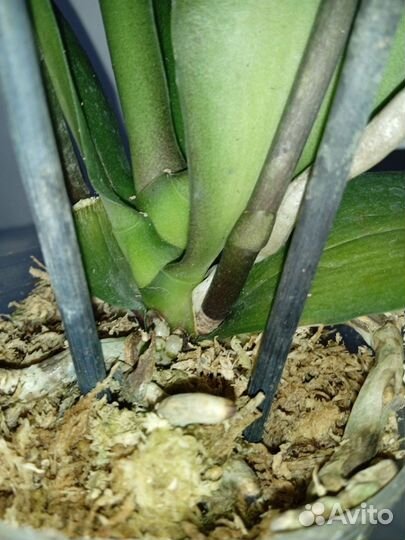 Орхидея Ароматная Сладкая девочка. Цветёт. 2.5