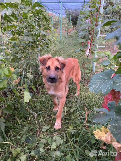 Собака в добрые руки отдам бесплатно