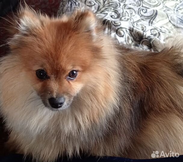 Померанский шпиц