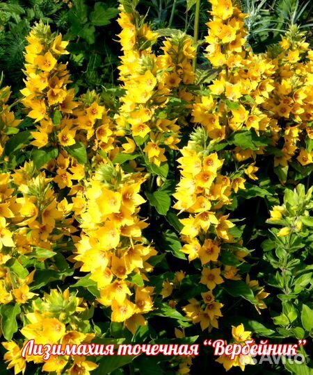 Клубника, анемона, рудбекия, ирис, слива