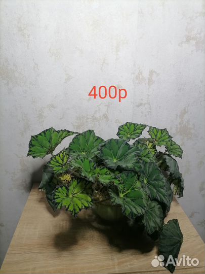 Живые комнатные растения