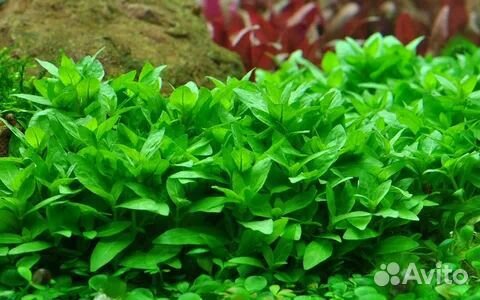 Продам растения для аквариума