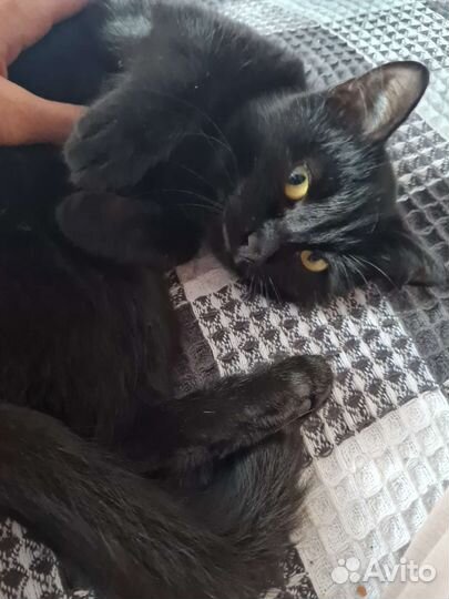 Кошка